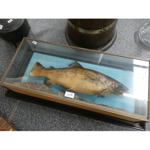 297 - Vintage taxidermy cased fish