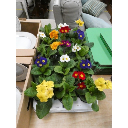 633 - Tray of Polyanthus