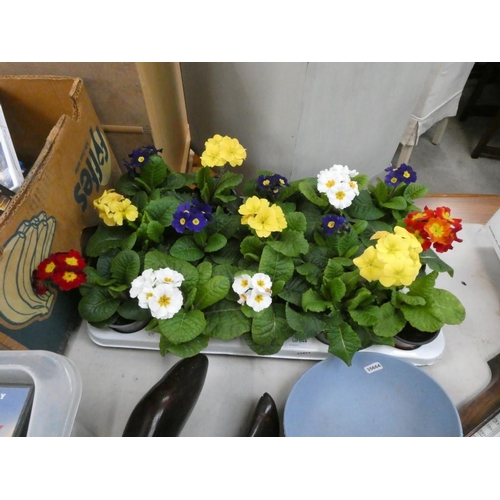 644 - Tray of Polyanthus