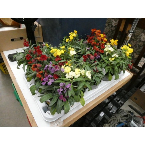 648 - Tray of wall flowers