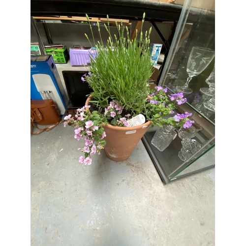 248 - Terracotta planter containing lavender & Bacopa