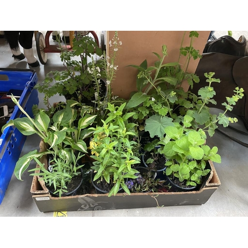 275 - Mixed tray of Perennials inc. Hosta