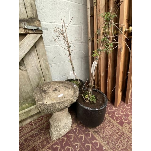 430 - 2 Potted clematis & stone effect garden birdbath