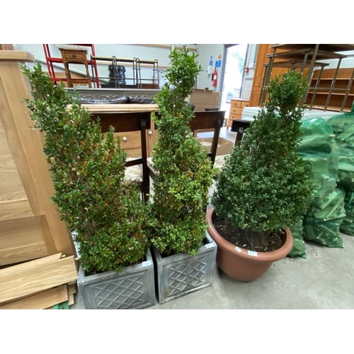 93 - 3 Potted Buxus