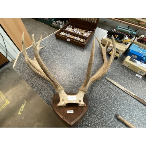 306 - Mounted antlers