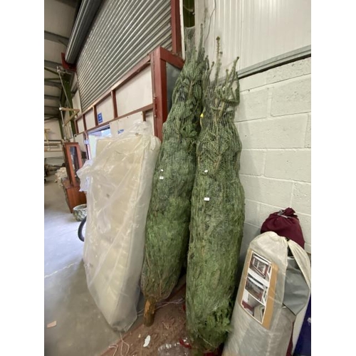 631 - 10' Live Christmas tree & stand