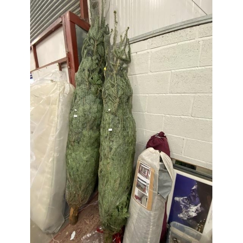 632 - 9' Live Christmas tree & stand