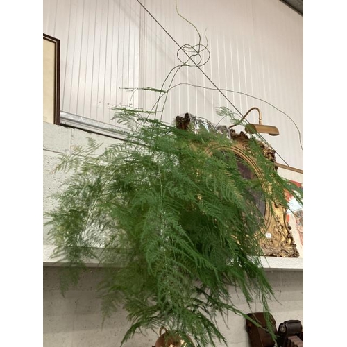 370 - Potted asparagus fern