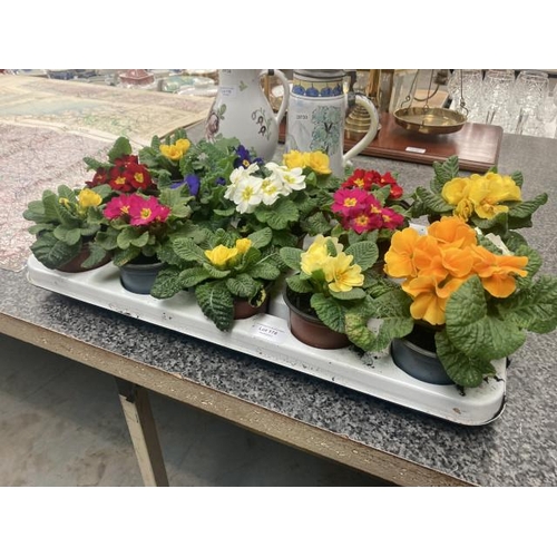 178 - Tray of 15 Primroses