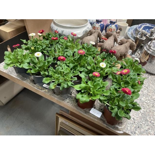 358 - 15 potted Bellis