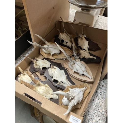 362 - Box of Roe Deer Antlers