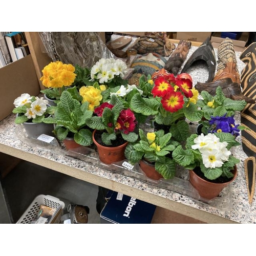 379 - 15 potted Primroses