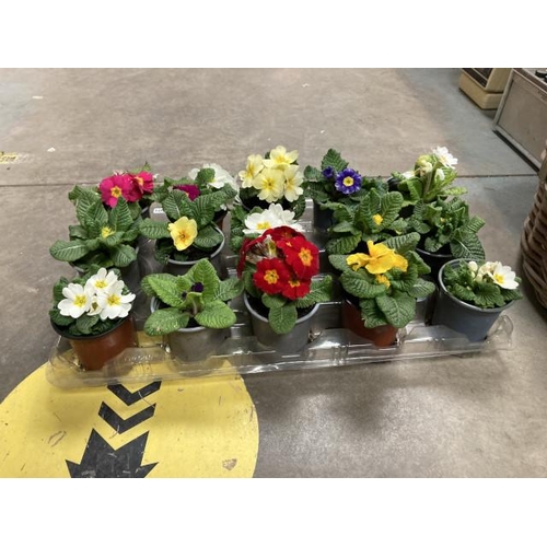 414 - Tray of 15 Primroses