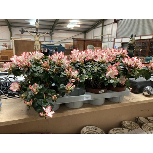 446 - Tray of 6 Azaleas