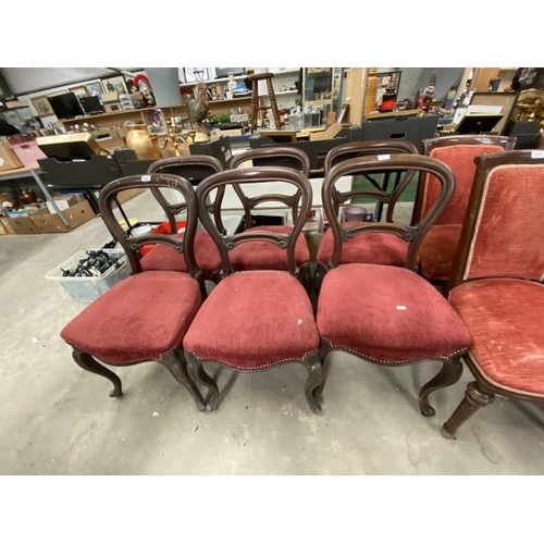 156 - 6 Victorian mahogany balloon back chairs 43W