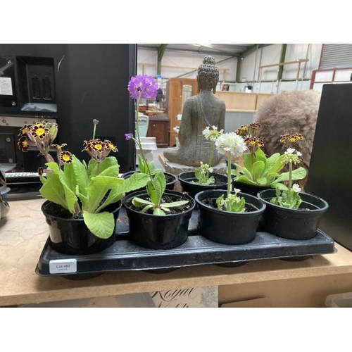 492 - Tray of 8 potted perennial Primulas