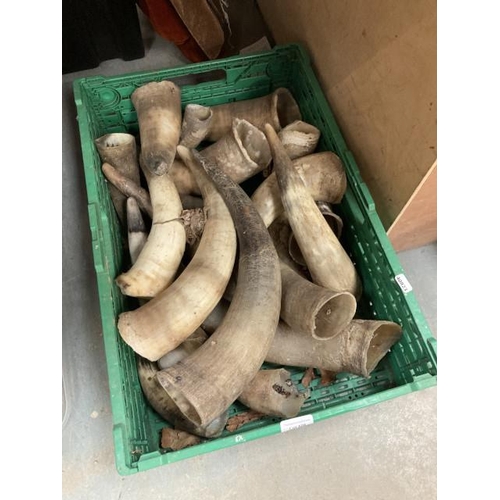 508 - Box of raw cow horns (various sizes)