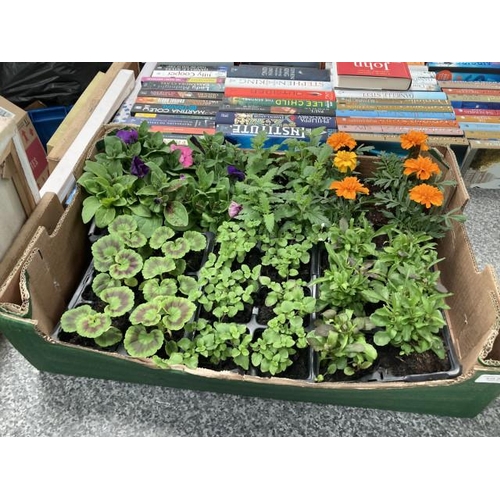 260 - Box of mixed bedding plants Inc. Marigolds, Petunias etc.