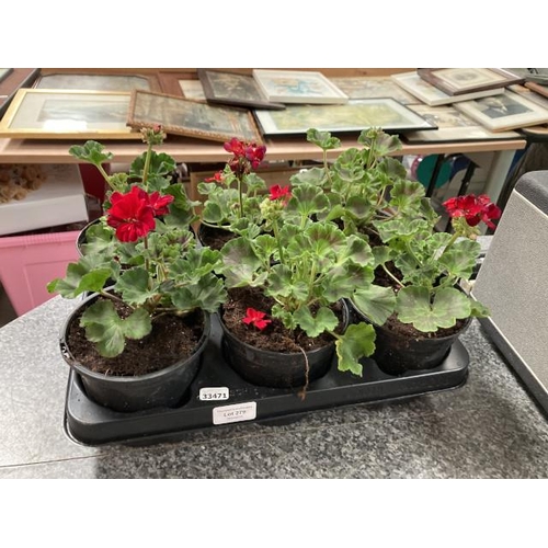 279 - Tray of 6 potted Geraniums