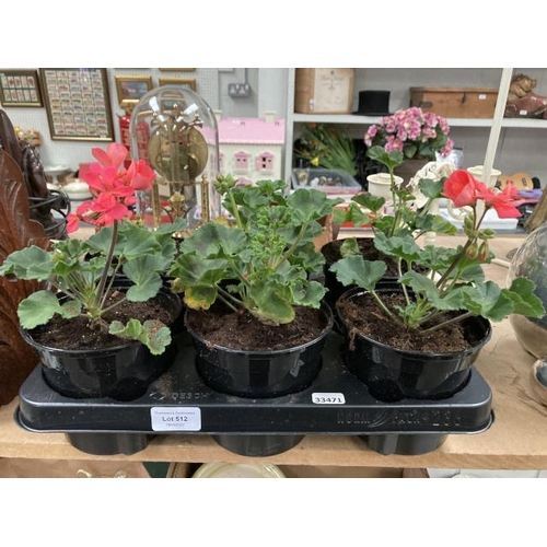Tray of 6 potted Geraniums