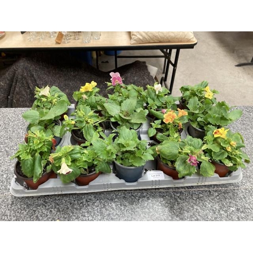 215 - Tray of 15 Mimulus