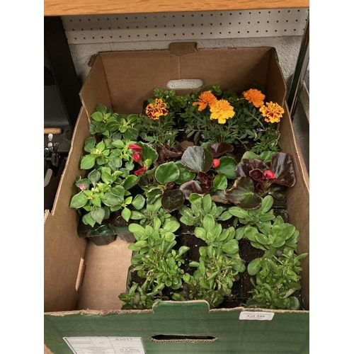 349 - 36 bedding plants