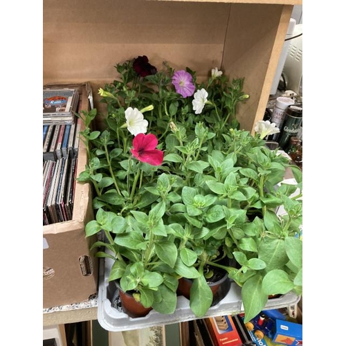 405 - Tray of 15 Petunias