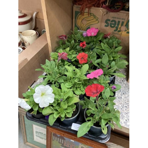 408 - Tray of 15 Petunias