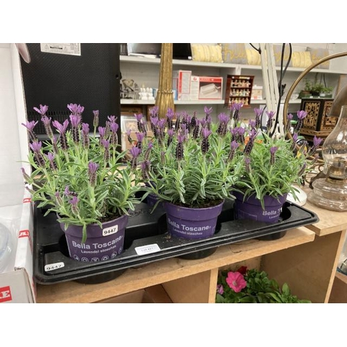 421 - 6 French lavenders