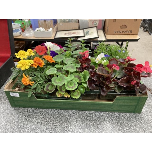 273 - 36 bedding plants