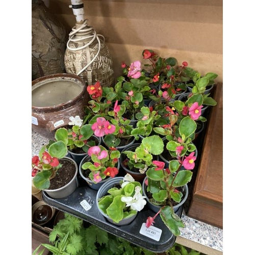 491 - Tray of 20 Begonias