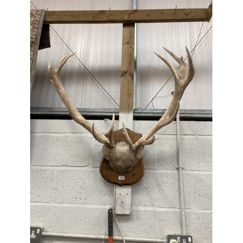 579 - Mounted antlers 90h x 90w cm