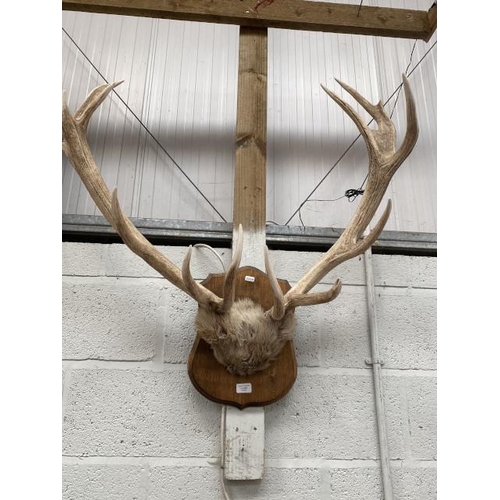 86 - Mounted antlers 90h x 90w cm