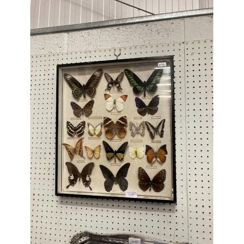 465 - Vintage taxidermy case of unusual butterflies 40x46cm