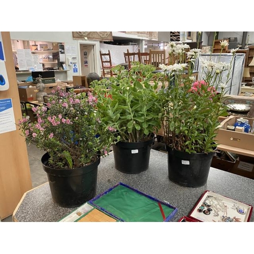 226 - Three 10ltr flowering perennial's (Hebe, Sedum and Pyrethrum)