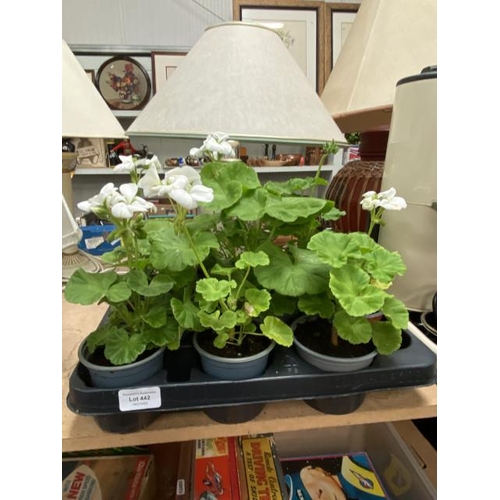 442 - 9 white geraniums