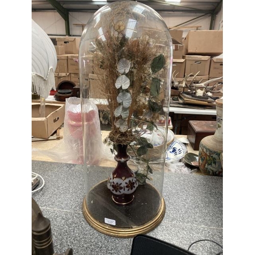 203 - Victorian glass dome with ruby red glass vase of dried flowers (approx. 72cm high x 30cm diameter)