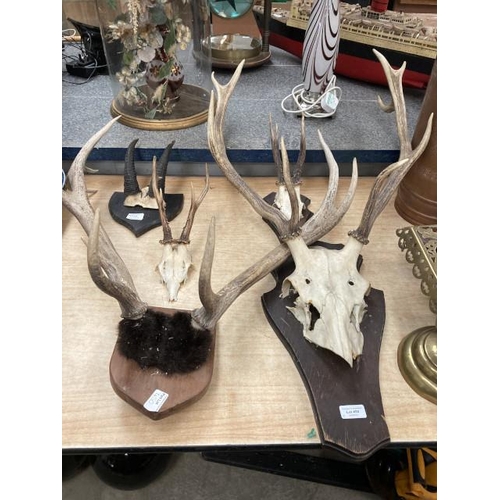 450 - 4 pairs of mounted antlers and 1 other