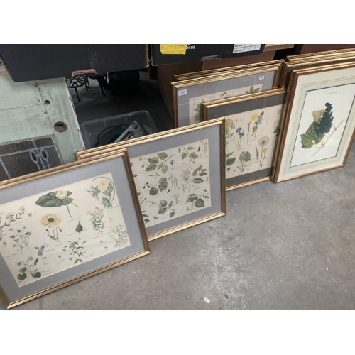 460 - 9 gilt framed botanical prints (various sizes)