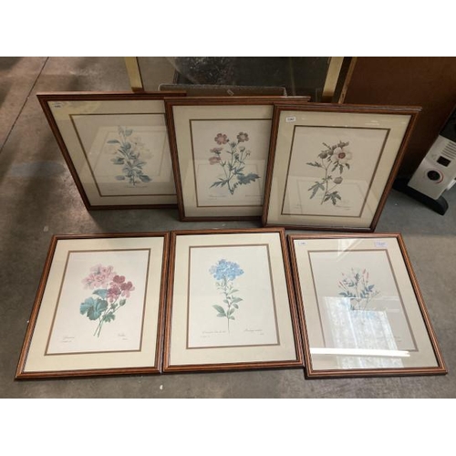 475 - Set of 6 framed floral prints 37x43cm