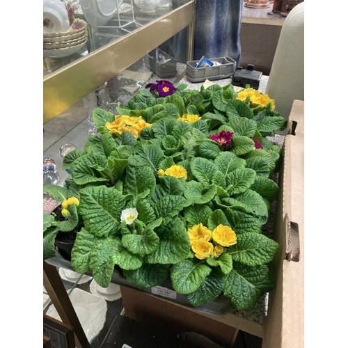 387 - Tray of 15 Primroses