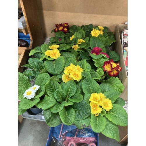 400 - Tray of 15 Primroses