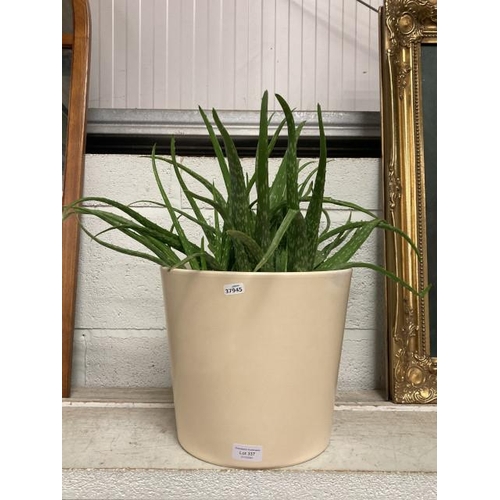 337 - Large Aloe Vera