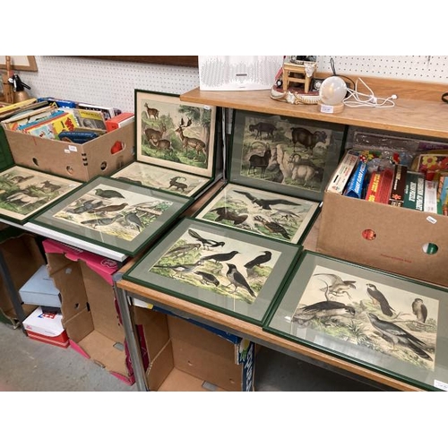 361 - 8 framed coloured bookplates of animals (4@ 47x38cm 4@ 43x34cm one glass as seen)