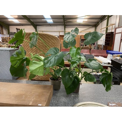 147 - 2 potted Cheese plants approx. 74cm tall