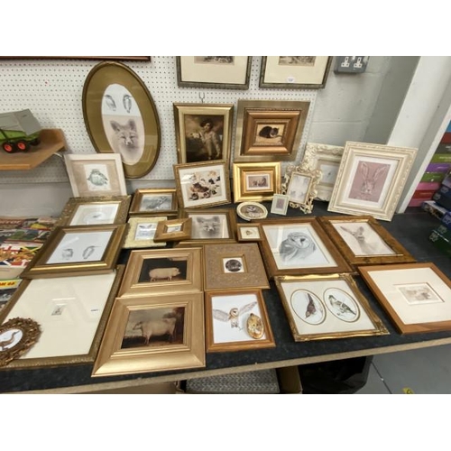 337 - Collection of mainly gilt framed wildlife/ animal pictures (various sizes)