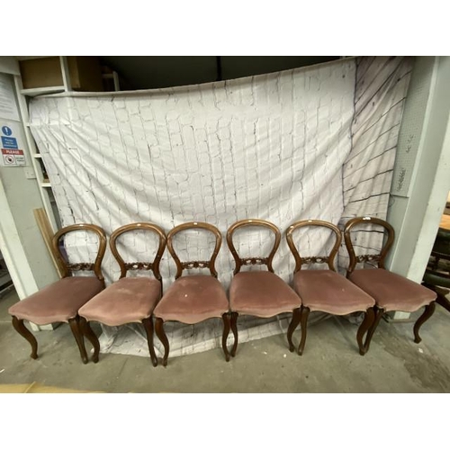 245 - 6 mahogany framed balloon back chairs 50W