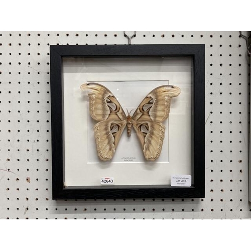 332 - Framed 'Attacus Atlas' Atlas Moth 25 x 28cm