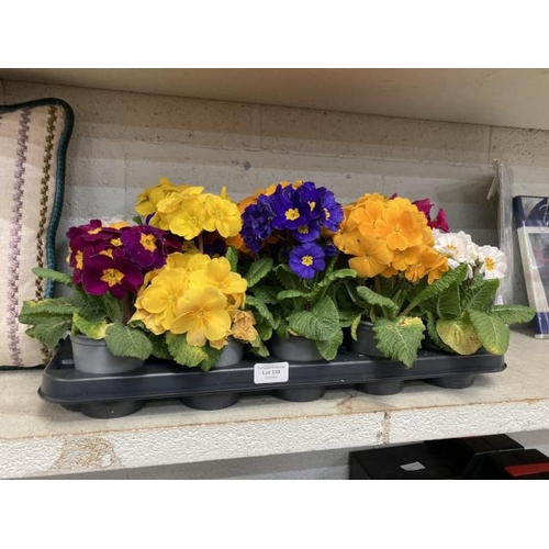 338 - Tray of 15 Polyanthus