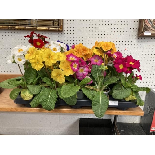 349 - Tray of 15 Polyanthus